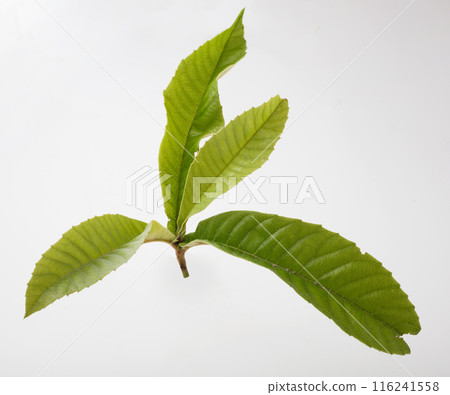 Biwa leaves Biwa leaves 116241558