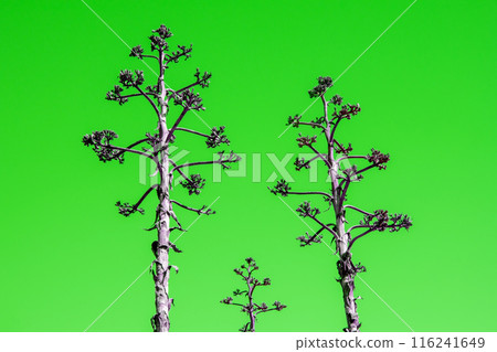 Unusual colorful tropical trees with fallen leaves, background Unusual colorful tropical trees with fallen leaves, background 116241649