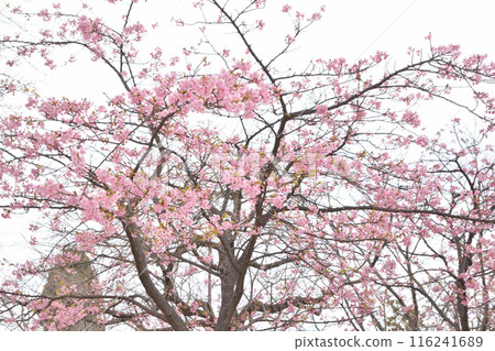 以鶴見為主的櫻花 116241689