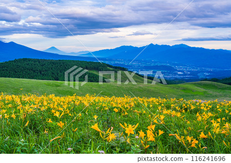 (Nagano Prefecture) Day lilies, Kirigamine, distant view of Mt. Fuji, evening view 116241696