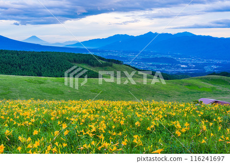 (Nagano Prefecture) Day lilies, Kirigamine, distant view of Mt. Fuji, evening view 116241697