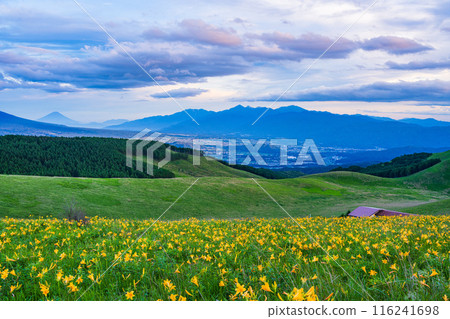 (Nagano Prefecture) Day lilies, Kirigamine, distant view of Mt. Fuji, evening view 116241698
