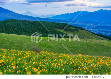 (Nagano Prefecture) Day lilies, Kirigamine, distant view of Mt. Fuji, evening view 116241700