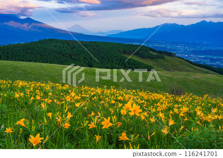 (Nagano Prefecture) Day lilies, Kirigamine, distant view of Mt. Fuji, evening view 116241701