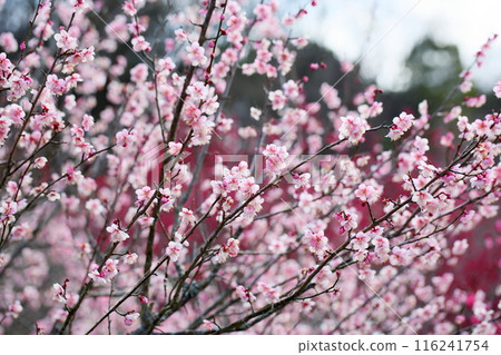 Pink Plum Blossom Hagino Pink Plum Blossom Hagino 116241754
