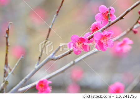 Plum Blossom Red Chidori 116241756