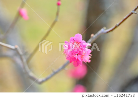 Plum Blossom Red Chidori 116241758