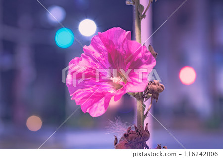 Maruba Aoi (round-leaved hollyhock) blooming in the city at night Maruba Aoi (round-leaved hollyhock) blooming in the city at night 116242006