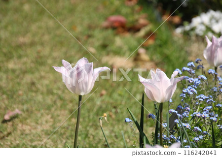 Spring flowers: Tulips 20 Spring flowers: Tulips 20 116242041