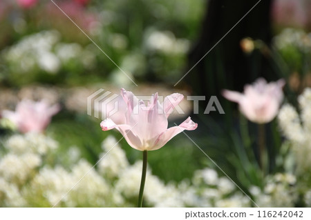 Spring flowers: Tulips Spring flowers: Tulips 116242042