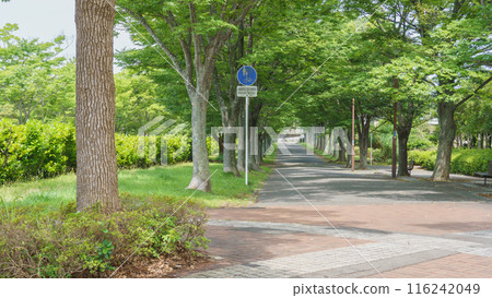 [Chiba City, Chiba Prefecture] Oyumino Shiki no Michi Natsu no Michi 116242049