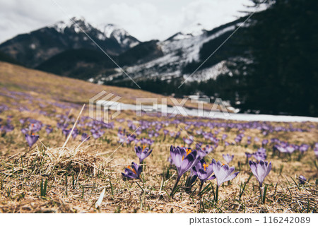 Dolina Chocholowska with blossoming purple crocuses or saffron flowers,Tatra mountains, Poland. 116242089