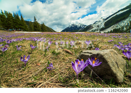 Dolina Chocholowska with blossoming purple crocuses or saffron flowers,Tatra mountains, Poland. 116242090