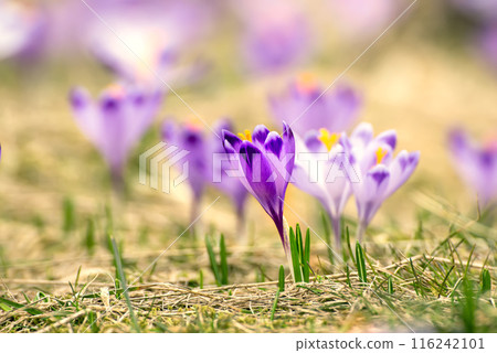 Spring crocus flowers, Easter background Spring crocus flowers, Easter background 116242101
