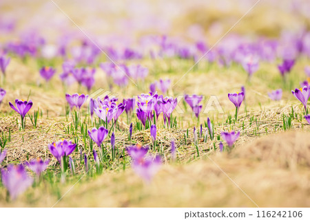 Spring crocus flowers, Easter background 116242106