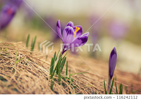 Spring crocus flowers, Easter background 116242112