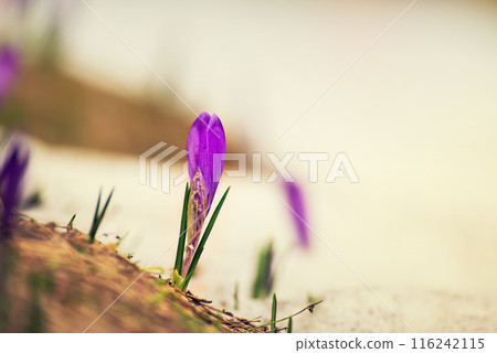 Spring crocus flower bud in the snow, Easter background 116242115