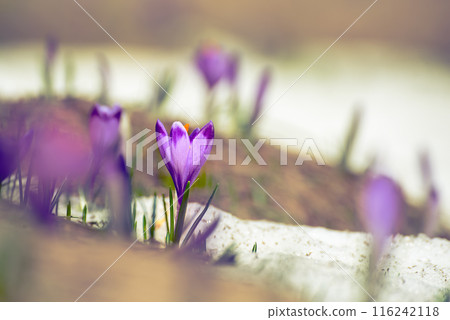 Spring crocus flowers in the snow, Easter background 116242118