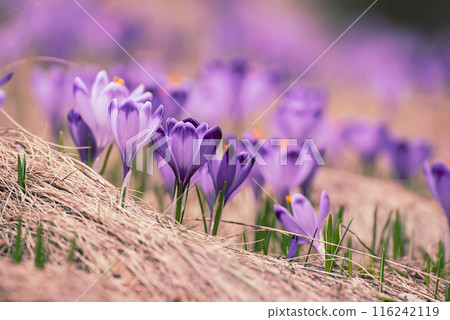 Spring crocus flowers, Easter background Spring crocus flowers, Easter background 116242119