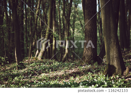 Flowering green forest with white flowers, spring nature background 116242133