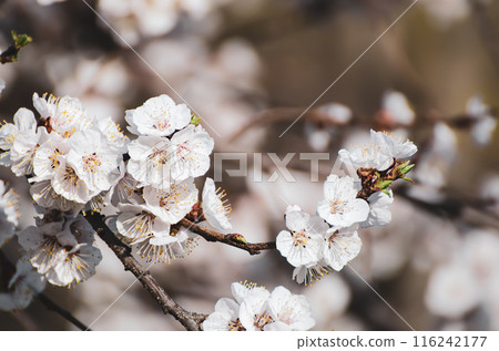 Apricot tree blossoms 116242177