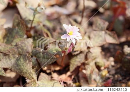 早春花雪割一毛 116242210