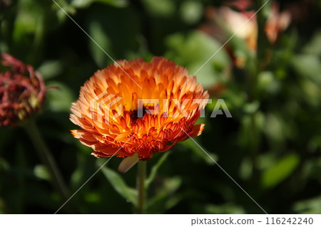 Calendula Golden Beauty① Calendula Golden Beauty① 116242240