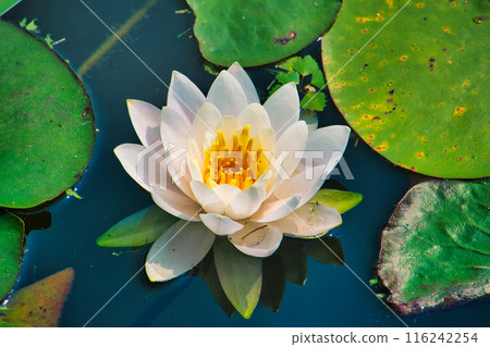 Water lily Water lily 116242254