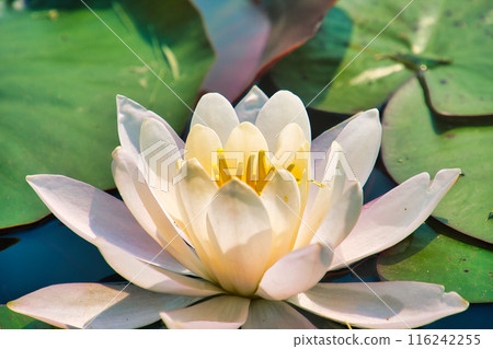 睡蓮 睡蓮 116242255