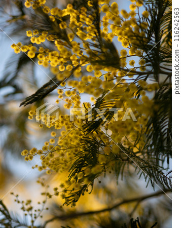 Beautiful bright yellow hairy mimosa flowers close-up. Blooming mimosa tree in early spring waves on wind. Sunny spring day. Acacia dealbata. Fluffy flowers in spring garden with sunny bokeh light Beautiful bright yellow hairy mimosa flowers close-up. Blooming mimosa tree in early spring waves on wind. Sunny spring day. Acacia dealbata. Fluffy flowers in spring garden with sunny bokeh light 116242563