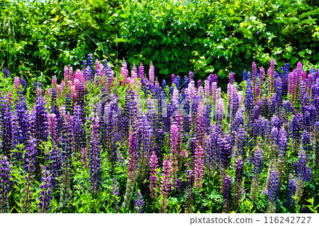 我的花園 116242727