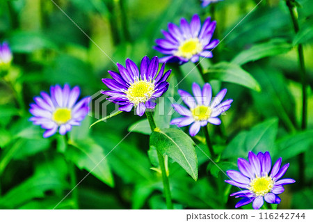 我的花園 我的花園 116242744