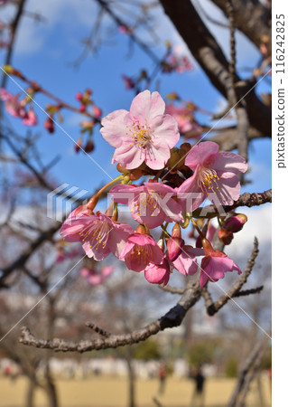 Cherry blossoms in Tsurumi-based 116242825