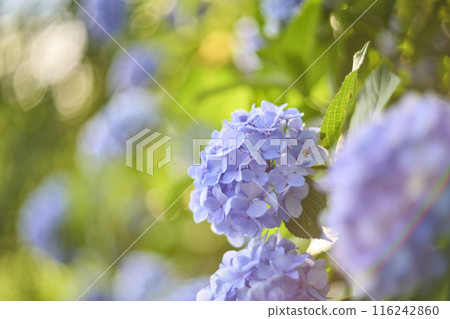hydrangea   116242860