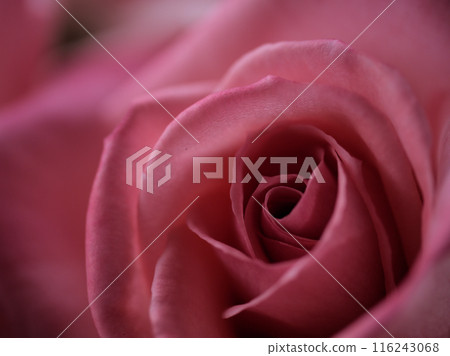 "Princess Aiko" is a beautiful pink rose that bloomed in May. "Princess Aiko" is a beautiful pink rose that bloomed in May. 116243068