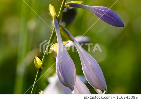 Rengegiboshi Hosta (Hosta) Rengegiboshi Hosta (Hosta) 116243089