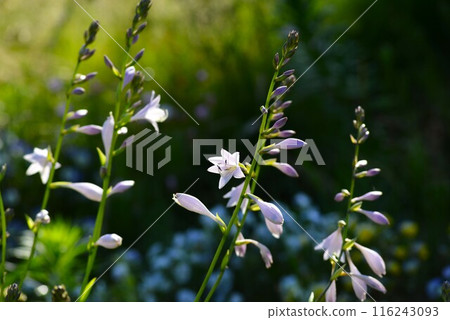 Rengegiboshi Hosta (Hosta) Rengegiboshi Hosta (Hosta) 116243093