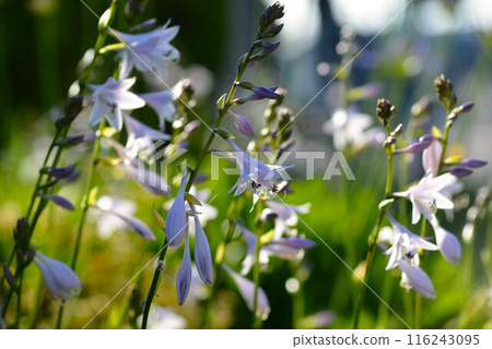 Rengegiboshi Hosta (Hosta) 116243095