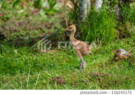 丹頂鶴雛鳥,北海道特有的生物 丹頂鶴雛鳥,北海道特有的生物 116243172