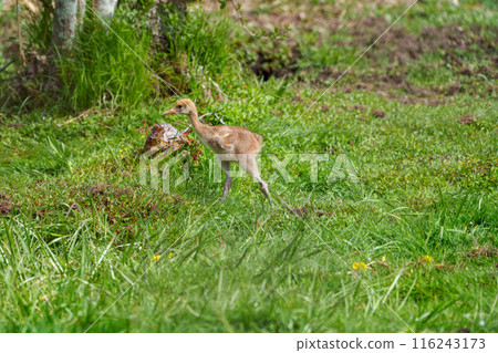 Red-crowned crane chick: a creature of Hokkaido Red-crowned crane chick: a creature of Hokkaido 116243173