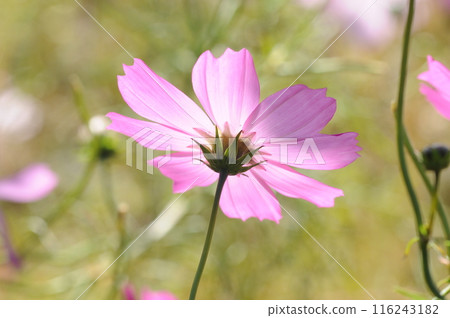 Fall cherry tree 116243182