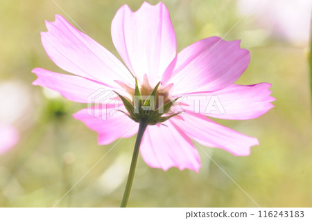 Fall cherry tree 116243183