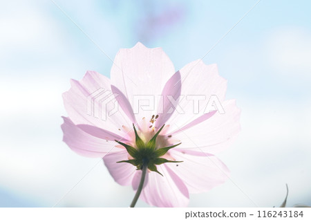 Fall cherry tree 116243184