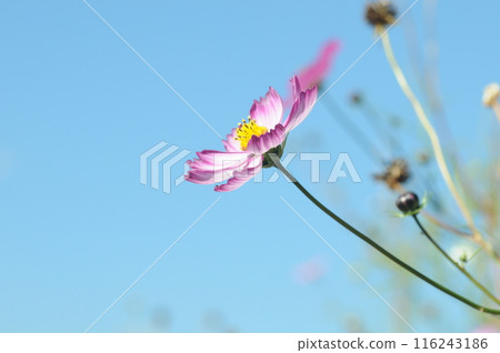 Fall cherry tree 116243186