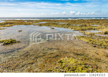 Yakushima's largest raised coral reef Harutahama Beach (Summer 116243315