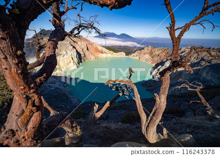 Deadwood Leafless Tree with Turquoise Water Lake,Beautiful nature Landscape mountain and green lake at Kawah Ijen volcano,East Java, Indonesia 116243378