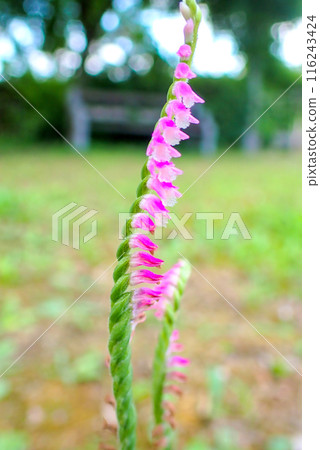 Screw flower 3 (vertical) 116243424