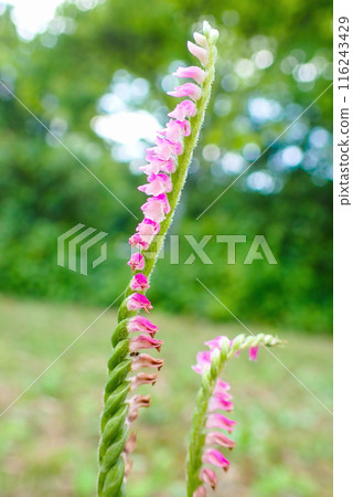 Fresh green leaves and screw pine 2 (vertical) 116243429