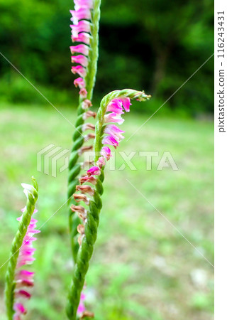 Screw flower tricycle Screw flower tricycle 116243431