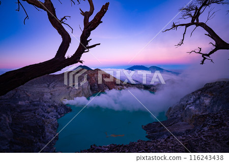 Deadwood Leafless Tree with Turquoise Water Lake,Beautiful nature Landscape mountain and green lake at Kawah Ijen volcano,East Java, Indonesia 116243438